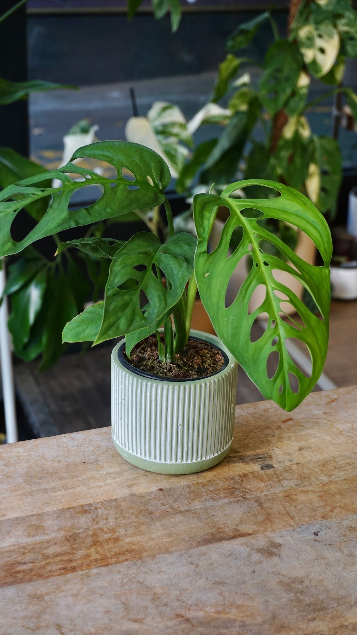 Monstera Esqueletto studio plantes rares jungle jardinerie strasbourg rare plant shop online pflanzen