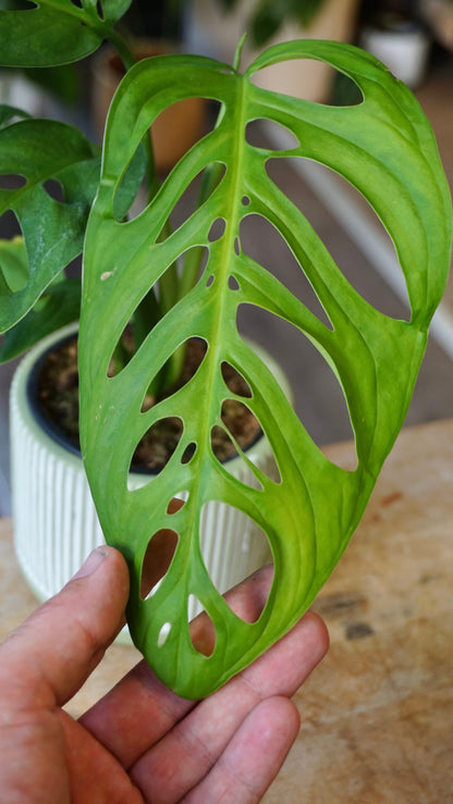 Monstera Esqueletto studio plantes rares jungle jardinerie strasbourg rare plant shop online pflanzen