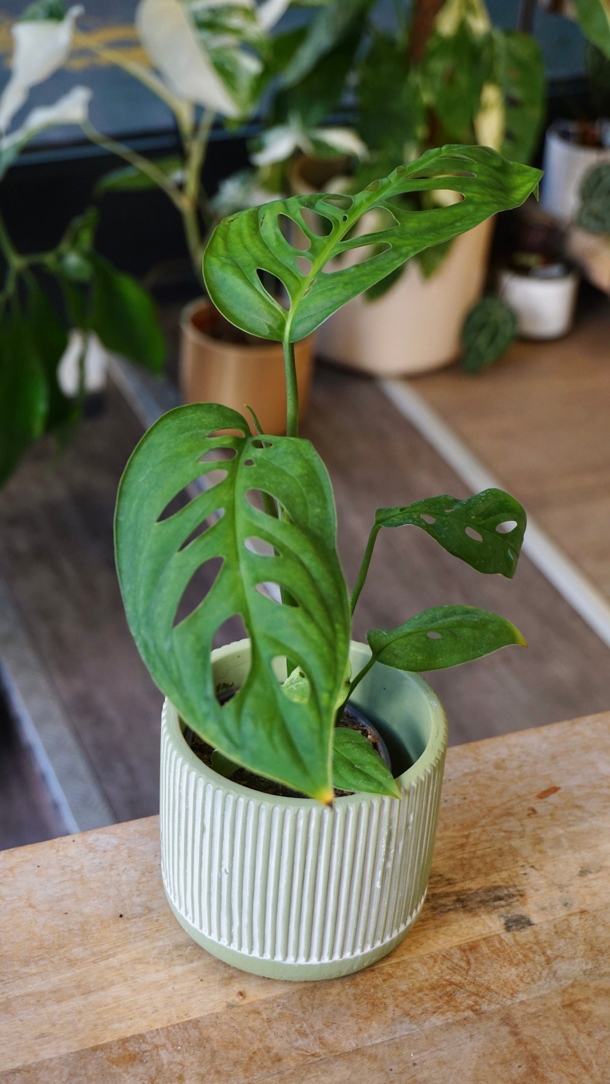Monstera Esqueletto studio plantes rares jungle jardinerie strasbourg rare plant shop online pflanzen