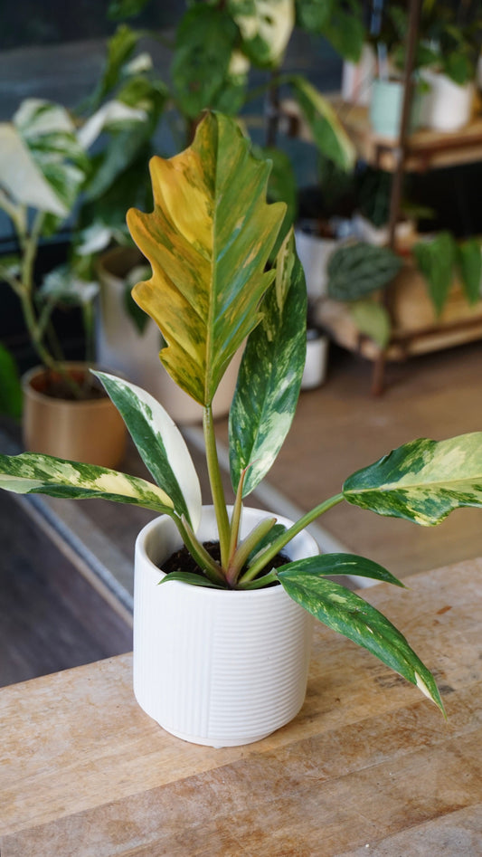 philodendron caramel marble variegata studio plantes rares jungle jardinerie strasbourg rare plant shop online pflanzen plant number 1