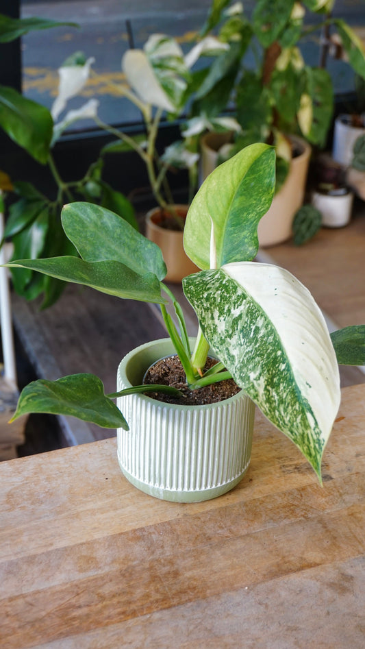 Philodendron jose buono studio plantes rares jungle jardinerie strasbourg rare plant shop online pflanzen