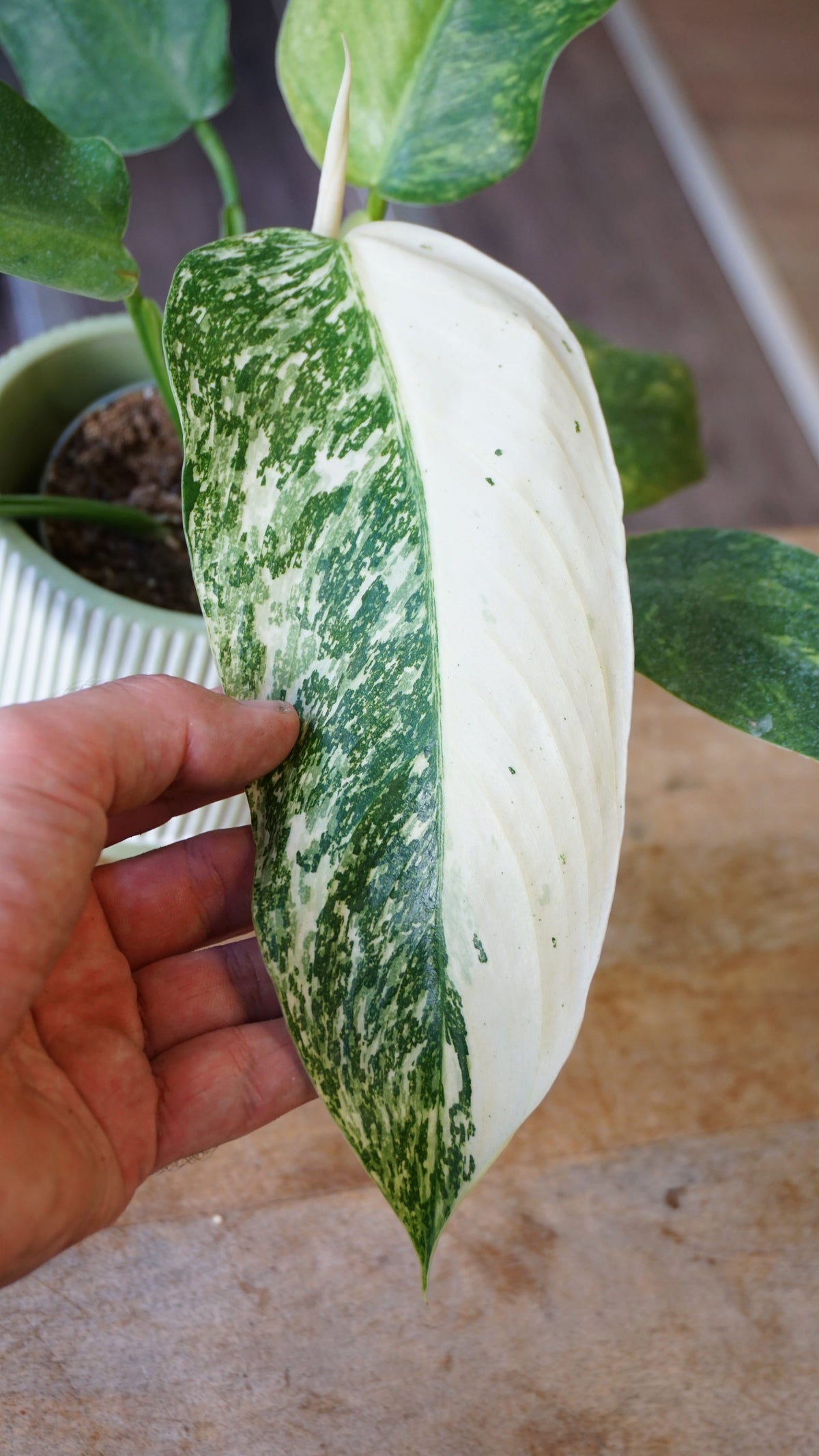 Philodendron jose buono studio plantes rares jungle jardinerie strasbourg rare plant shop online pflanzen