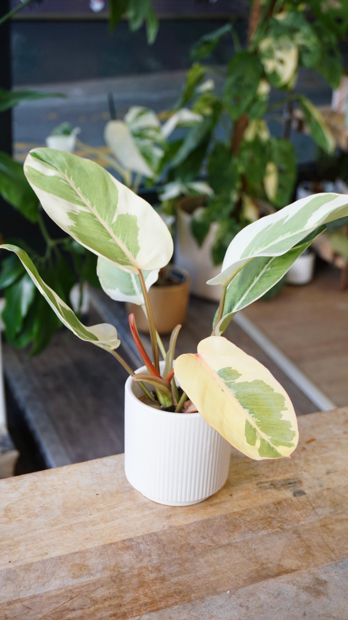 Philodendron Shady Lady studio plantes rares jungle jardinerie strasbourg rare plant shop online pflanzen