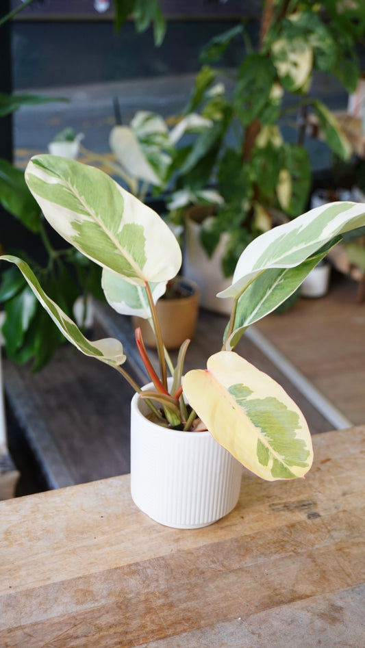 Philodendron Shady Lady studio plantes rares jungle jardinerie strasbourg rare plant shop online pflanzen