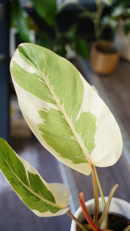 Philodendron Shady Lady studio plantes rares jungle jardinerie strasbourg rare plant shop online pflanzen