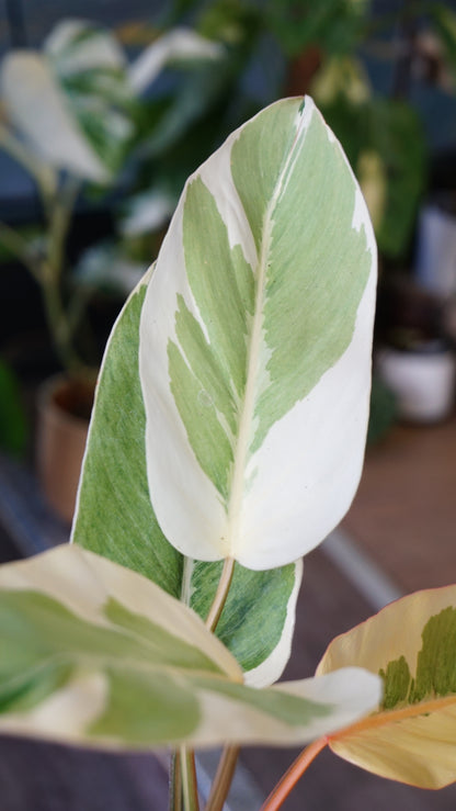 Philodendron Shady Lady studio plantes rares jungle jardinerie strasbourg rare plant shop online pflanzen