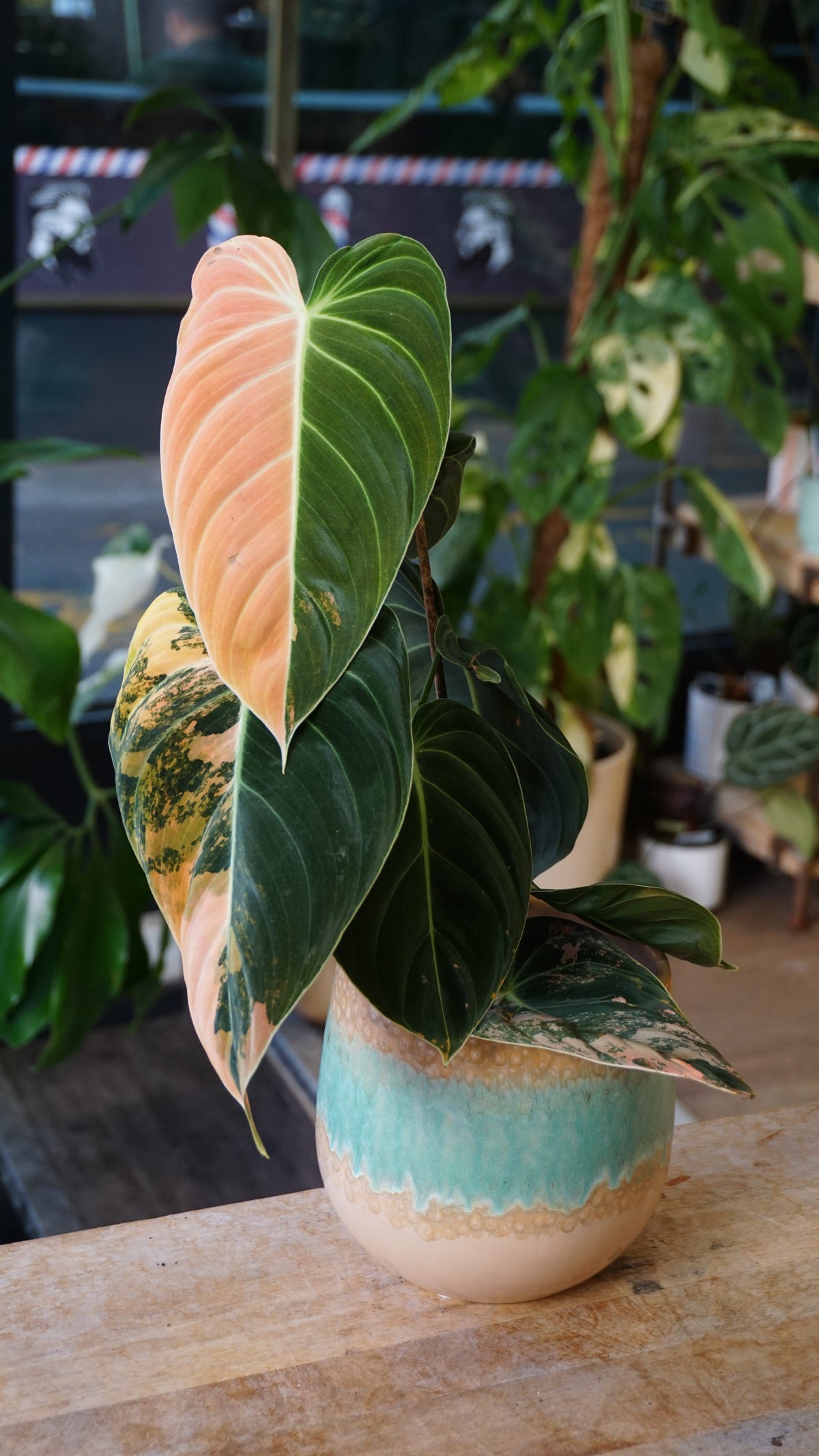 Philodendron Melanochrysum Variegata