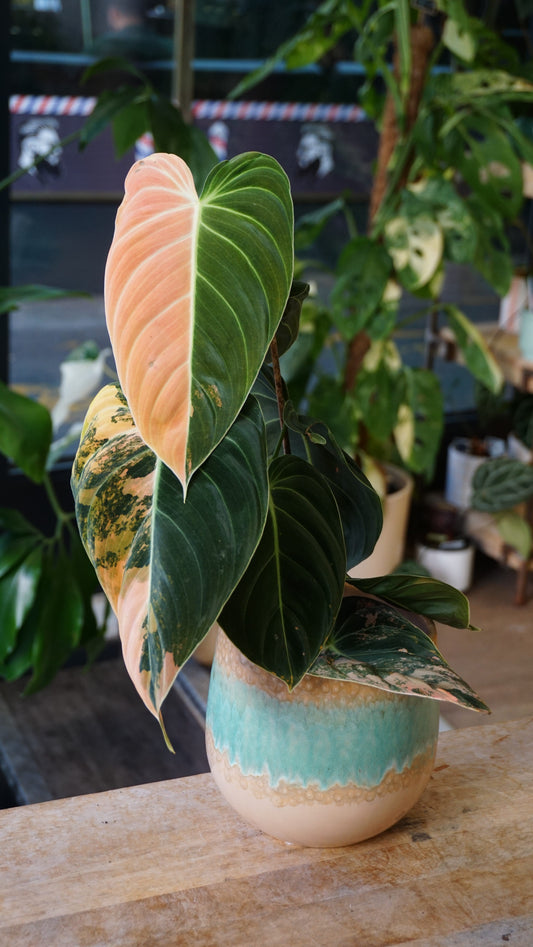 Variegated Melanochrysum Philodendron
