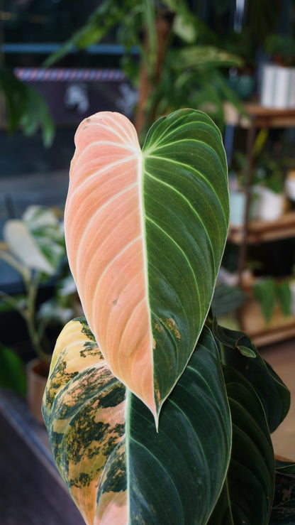 Philodendron Melanochrysum Variegata