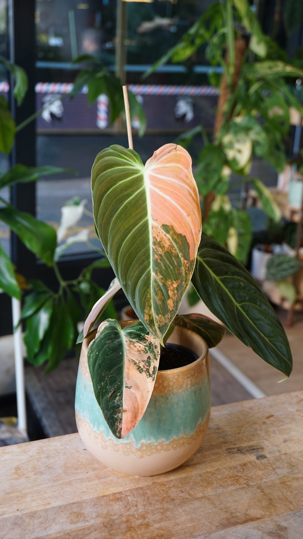 Philodendron Melanochrysum Variegata