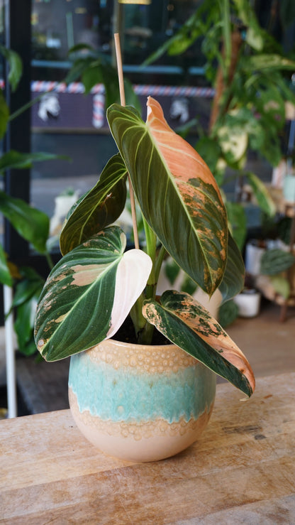 Philodendron Melanochrysum Variegata