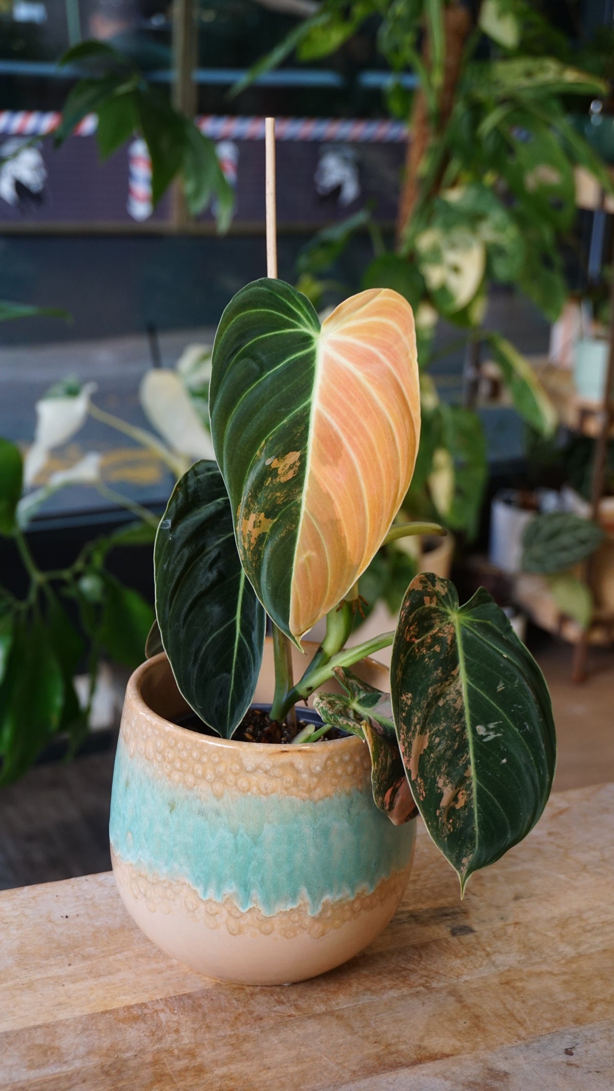 Philodendron Melanochrysum Variegata