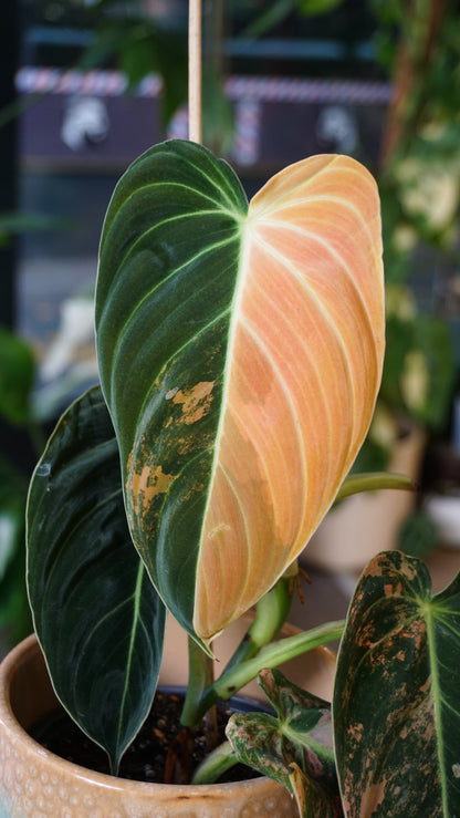 Philodendron Melanochrysum Variegata