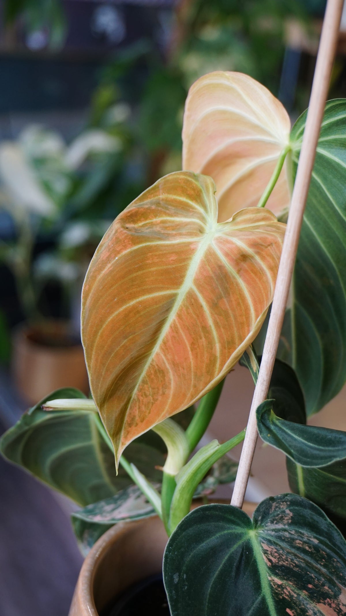 Philodendron Melanochrysum Variegata