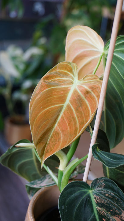 Philodendron Melanochrysum Variegata