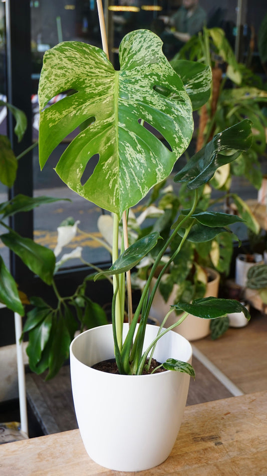 Monstera Bulbasaur mature studio plantes rares jungle jardinerie strasbourg rare plant shop online pflanzen