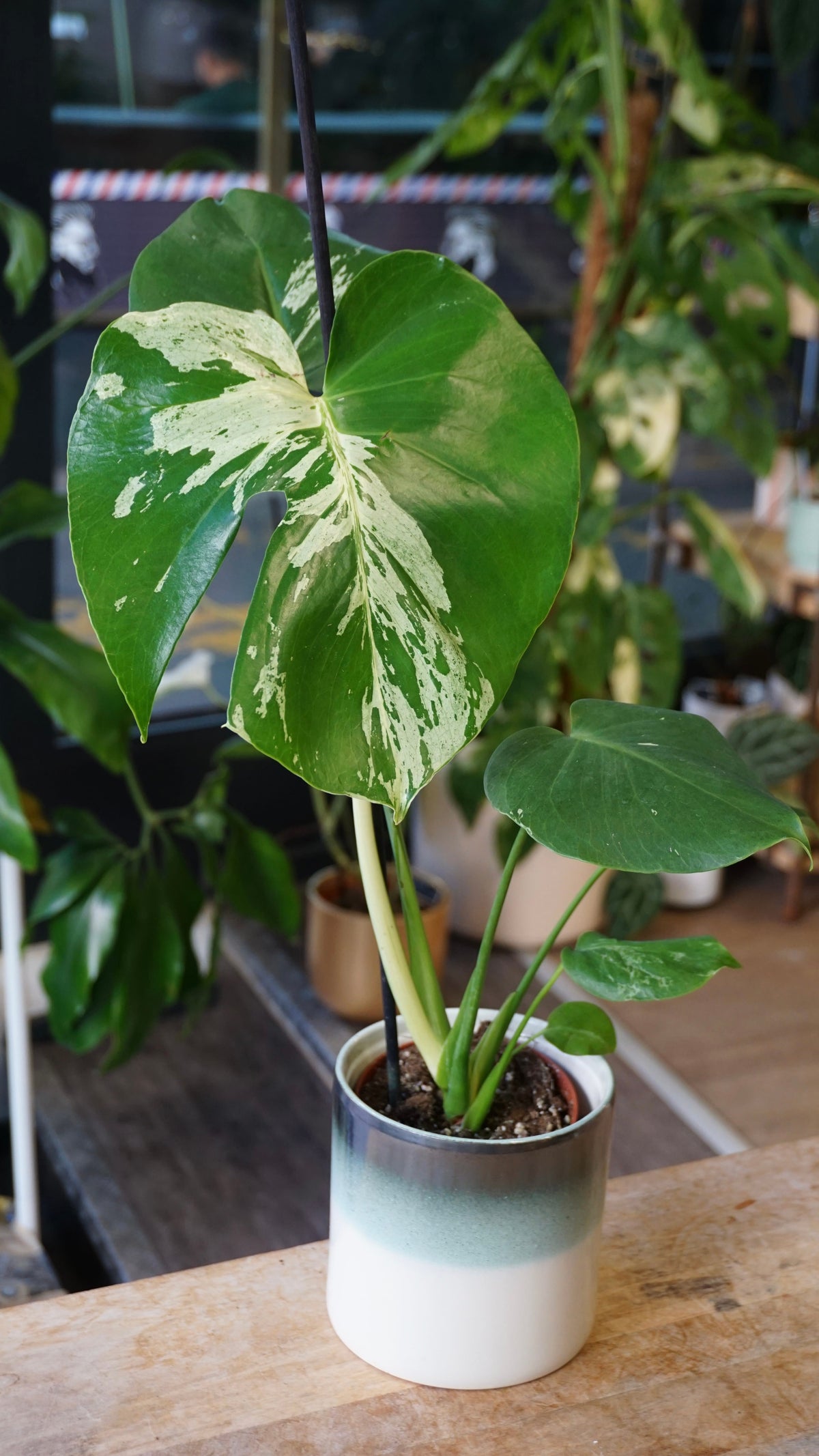 Monstera Vietcosa studio plantes rares jungle jardinerie strasbourg rare plant shop online pflanzen