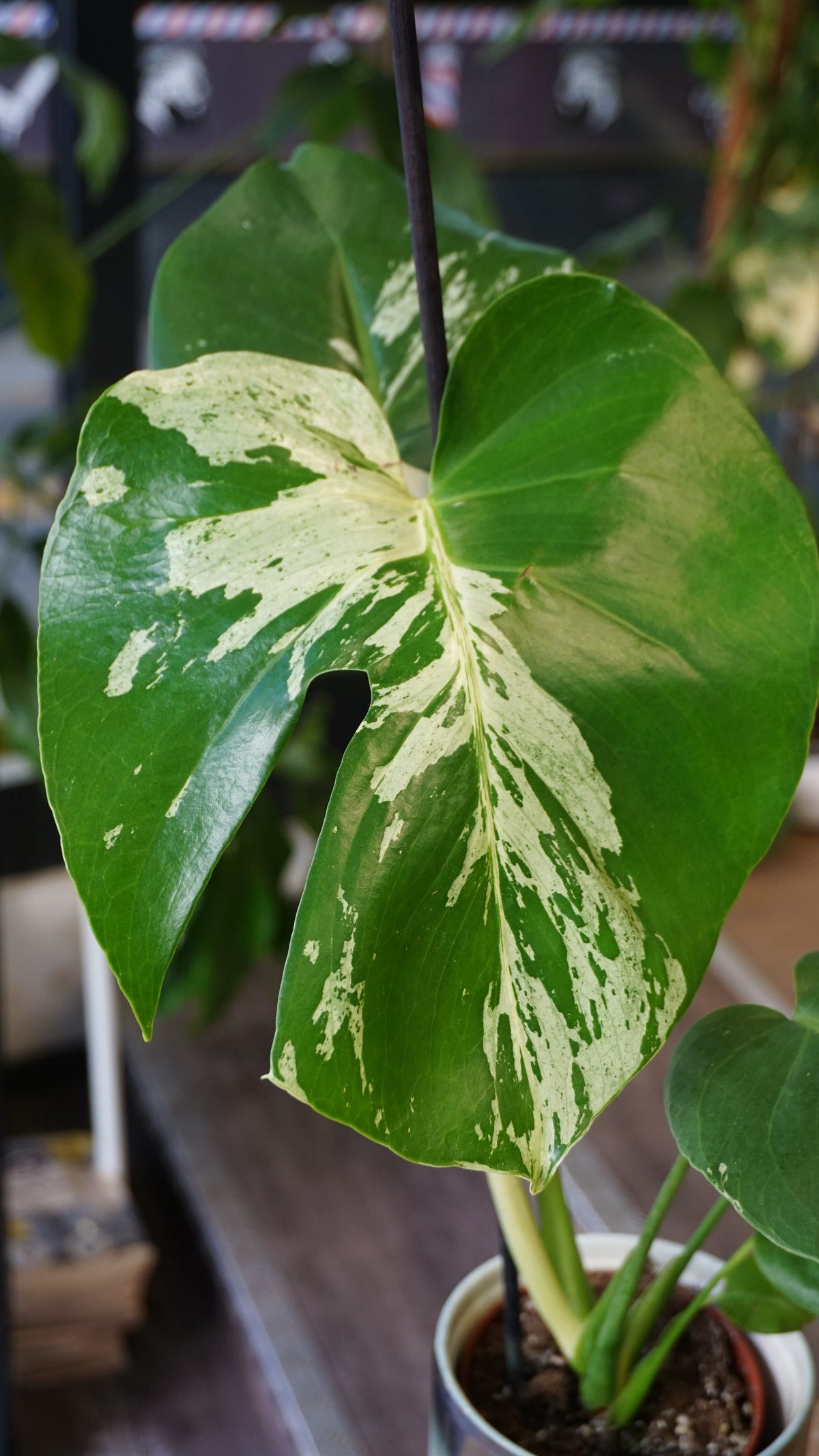 Monstera Vietcosa studio plantes rares jungle jardinerie strasbourg rare plant shop online pflanzen