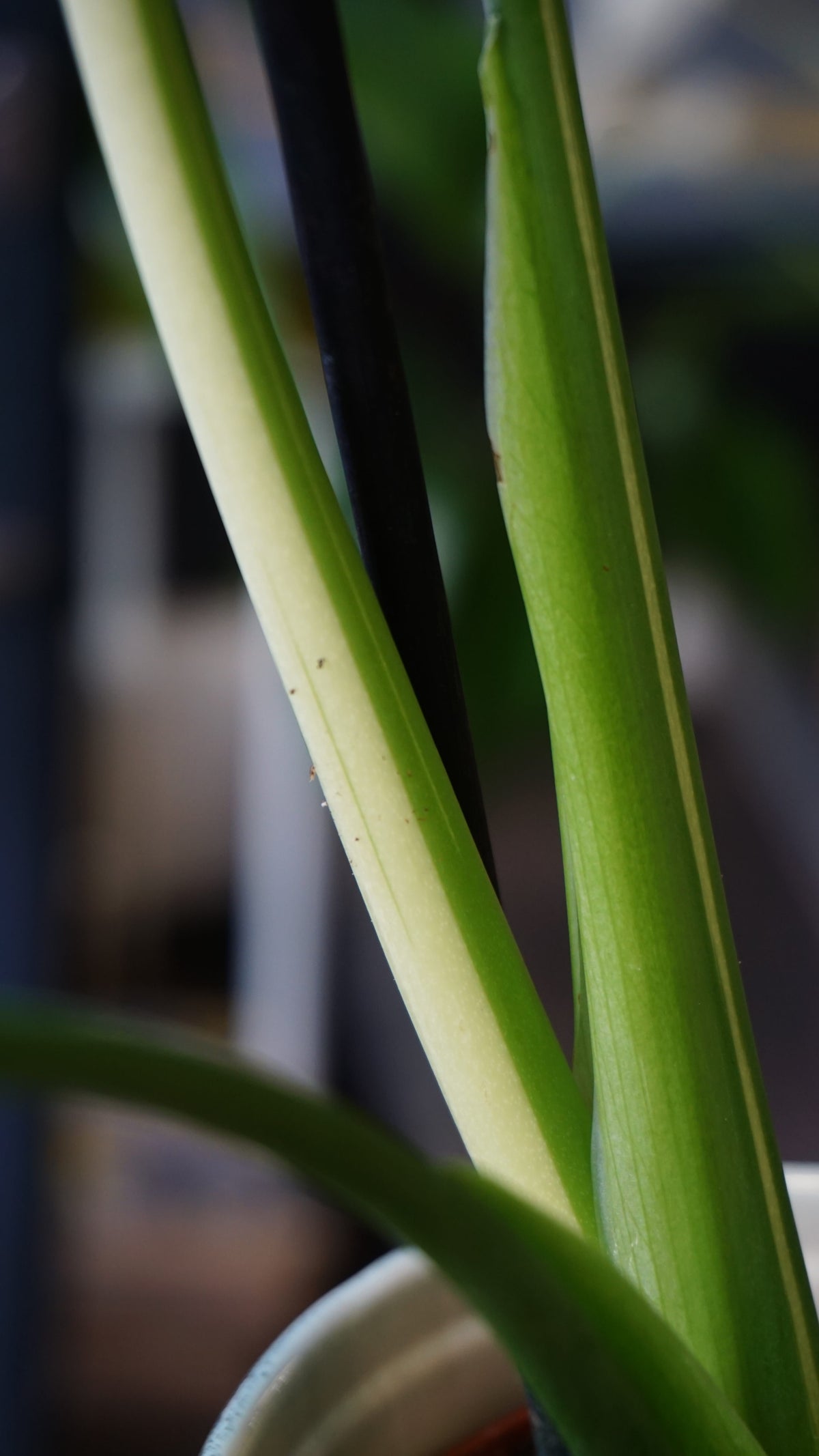 Monstera Vietcosa studio plantes rares jungle jardinerie strasbourg rare plant shop online pflanzen