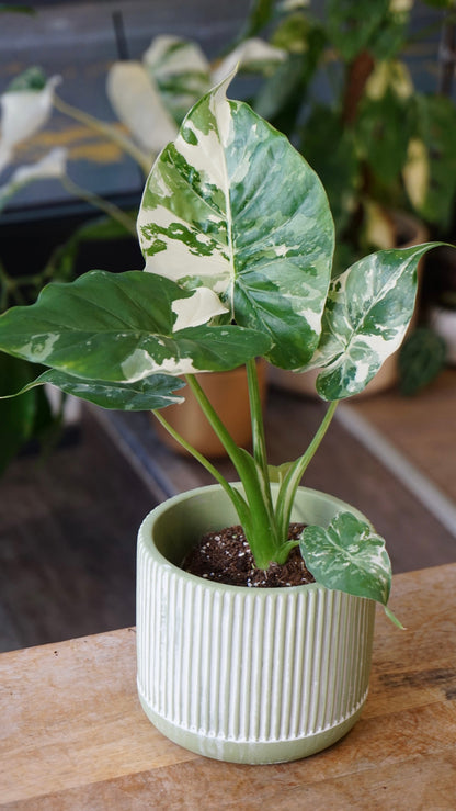 Alocasia Gageana Albo variegata studio plantes rares jungle jardinerie strasbourg rare plant shop online pflanzen