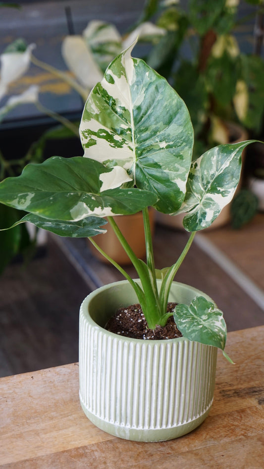 Alocasia Gageana Albo variegata studio plantes rares jungle jardinerie strasbourg rare plant shop online pflanzen