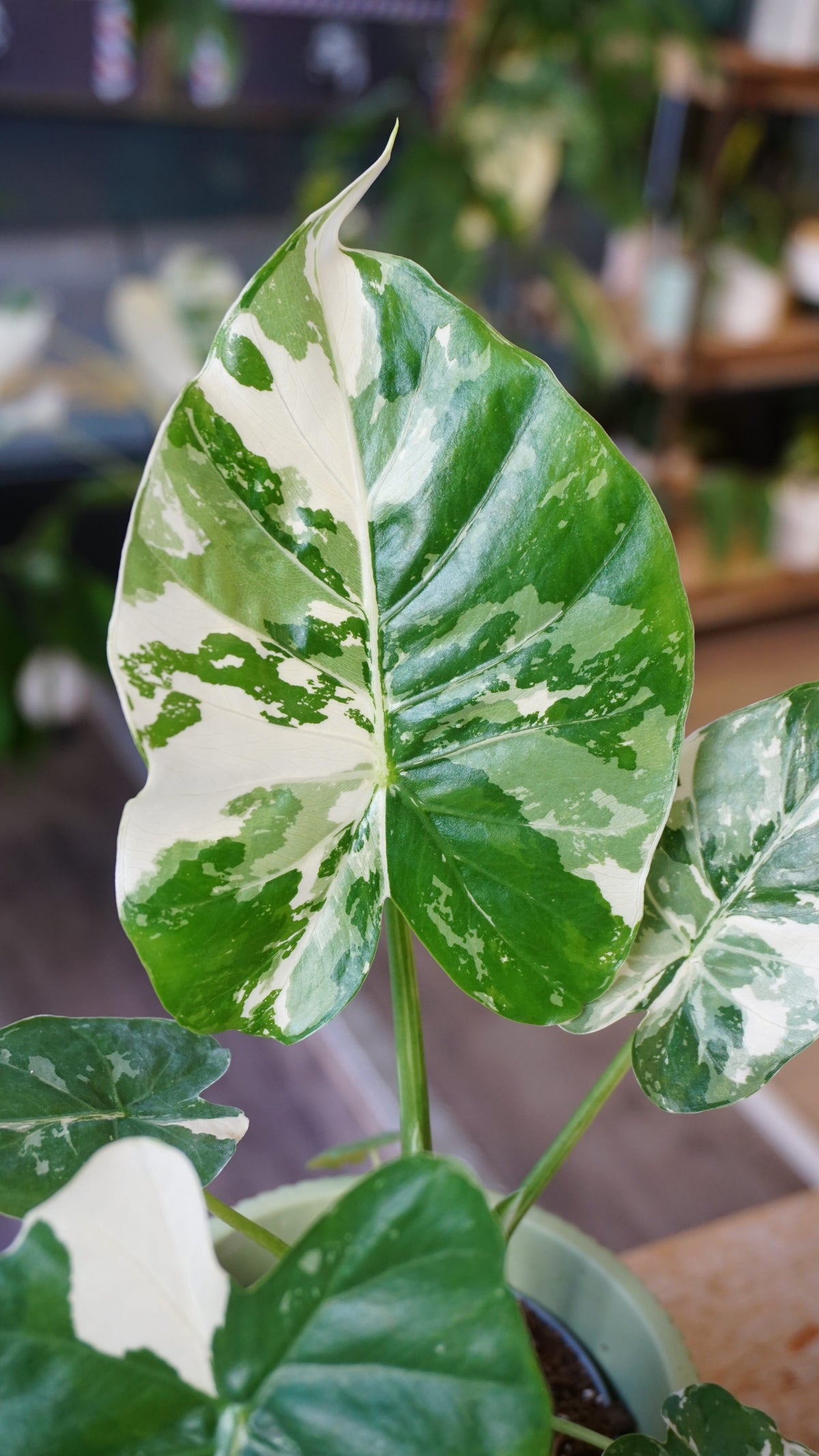 Alocasia Gageana Albo variegata studio plantes rares jungle jardinerie strasbourg rare plant shop online pflanzen