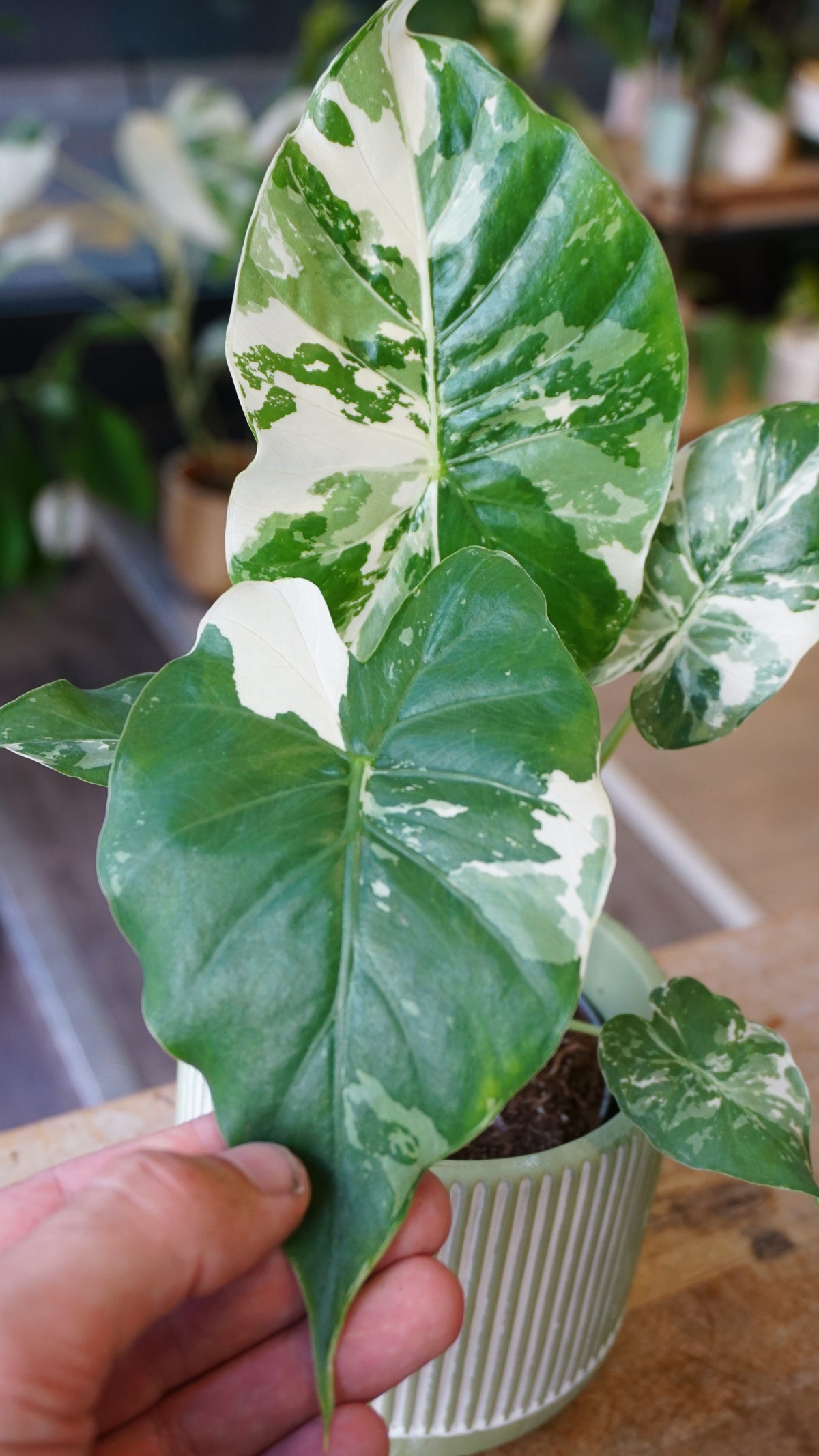 Alocasia Gageana Albo variegata studio plantes rares jungle jardinerie strasbourg rare plant shop online pflanzen