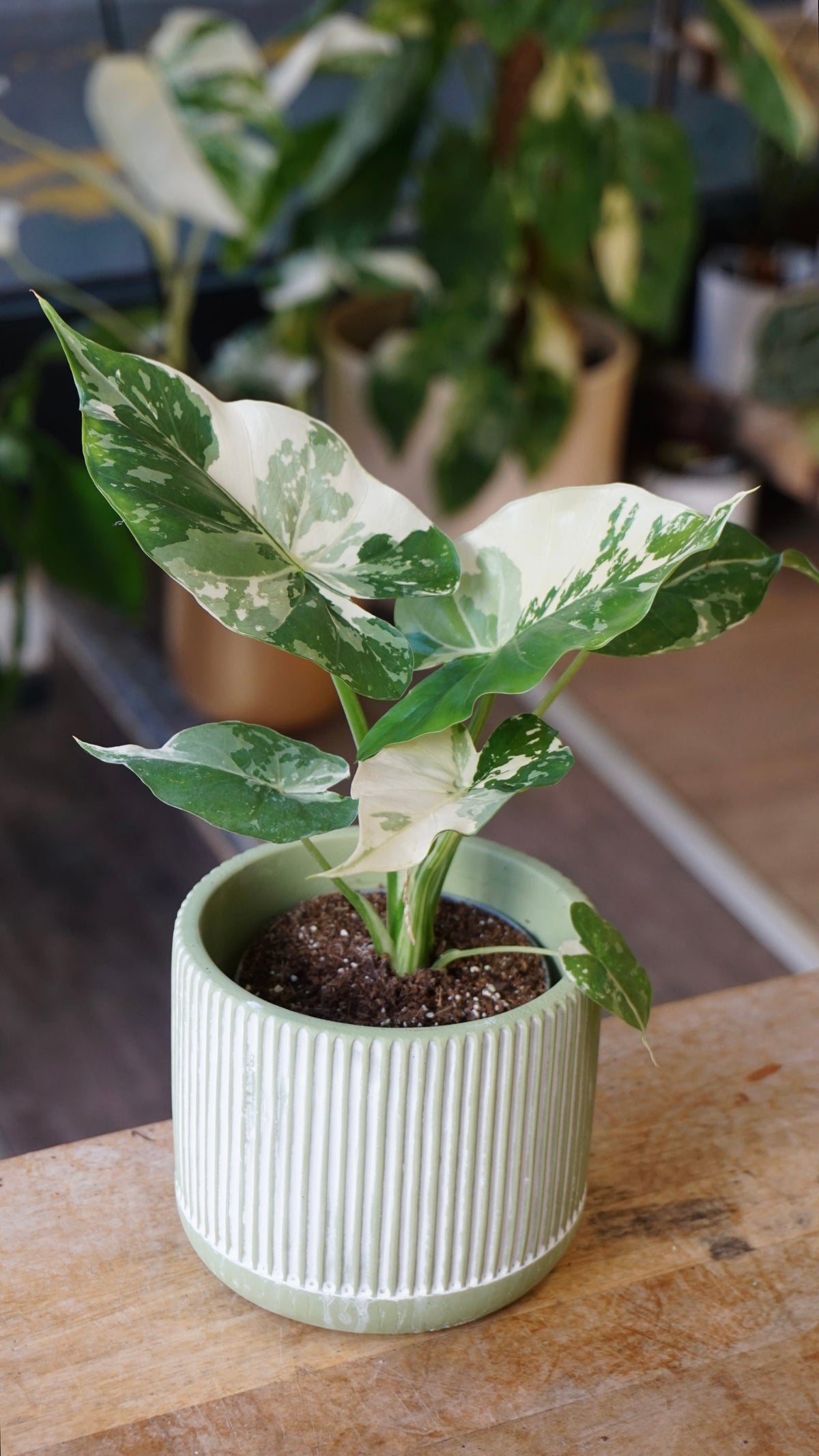 Alocasia Gageana Albo variegata studio plantes rares jungle jardinerie strasbourg rare plant shop online pflanzen