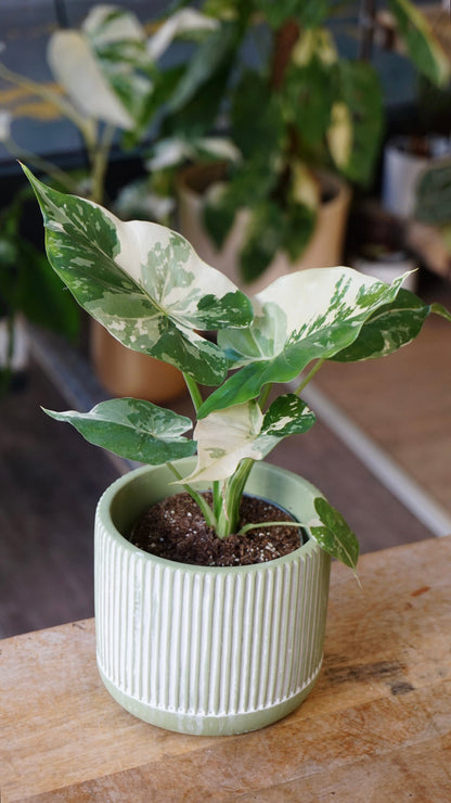 Alocasia Gageana Albo variegata studio plantes rares jungle jardinerie strasbourg rare plant shop online pflanzen