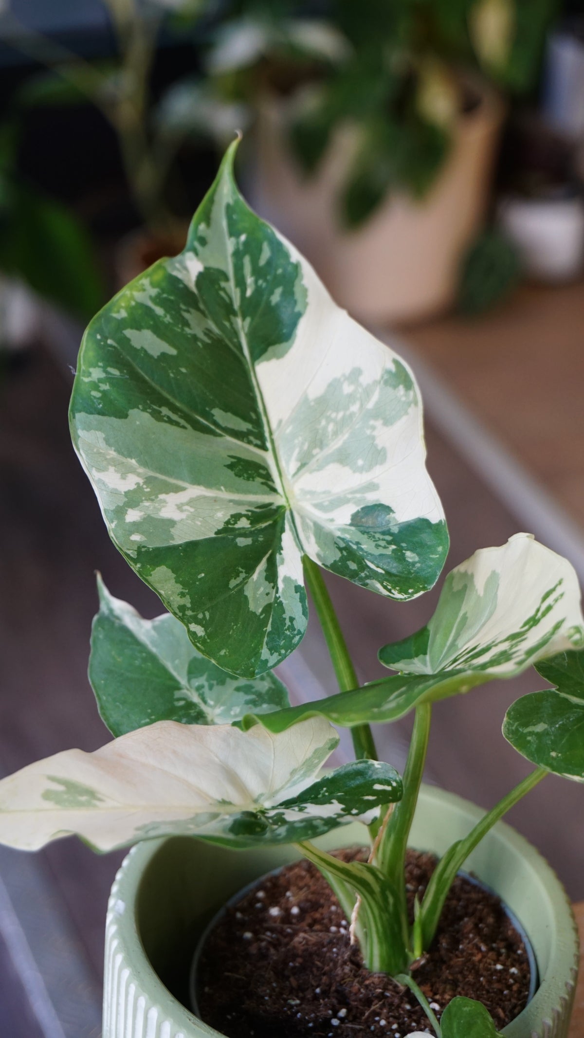 Alocasia Gageana Albo variegata studio plantes rares jungle jardinerie strasbourg rare plant shop online pflanzen