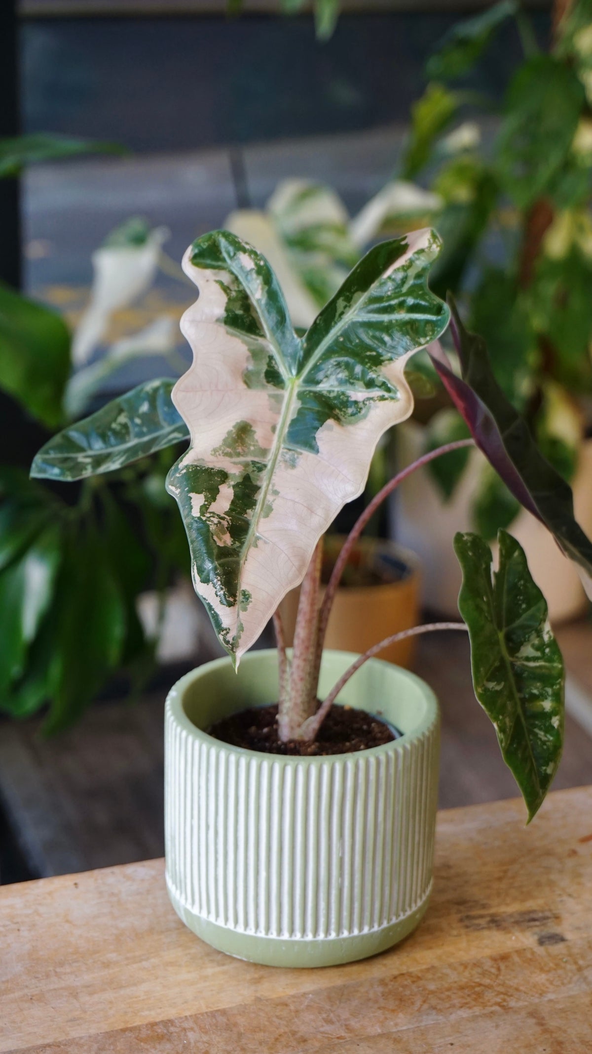 Alocasia Pseudosanderiana Pink Variegata studio plantes rares jungle jardinerie strasbourg rare plant shop online pflanzen