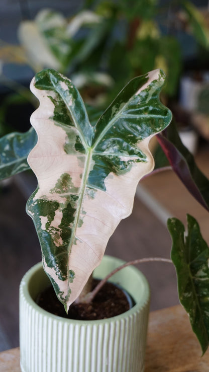 Alocasia Pseudosanderiana Pink Variegata studio plantes rares jungle jardinerie strasbourg rare plant shop online pflanzen leaf zoom