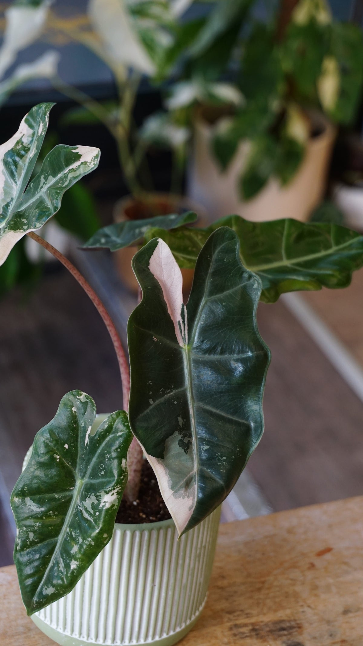 Alocasia Pseudosanderiana Pink Variegata studio plantes rares jungle jardinerie strasbourg rare plant shop online pflanzen