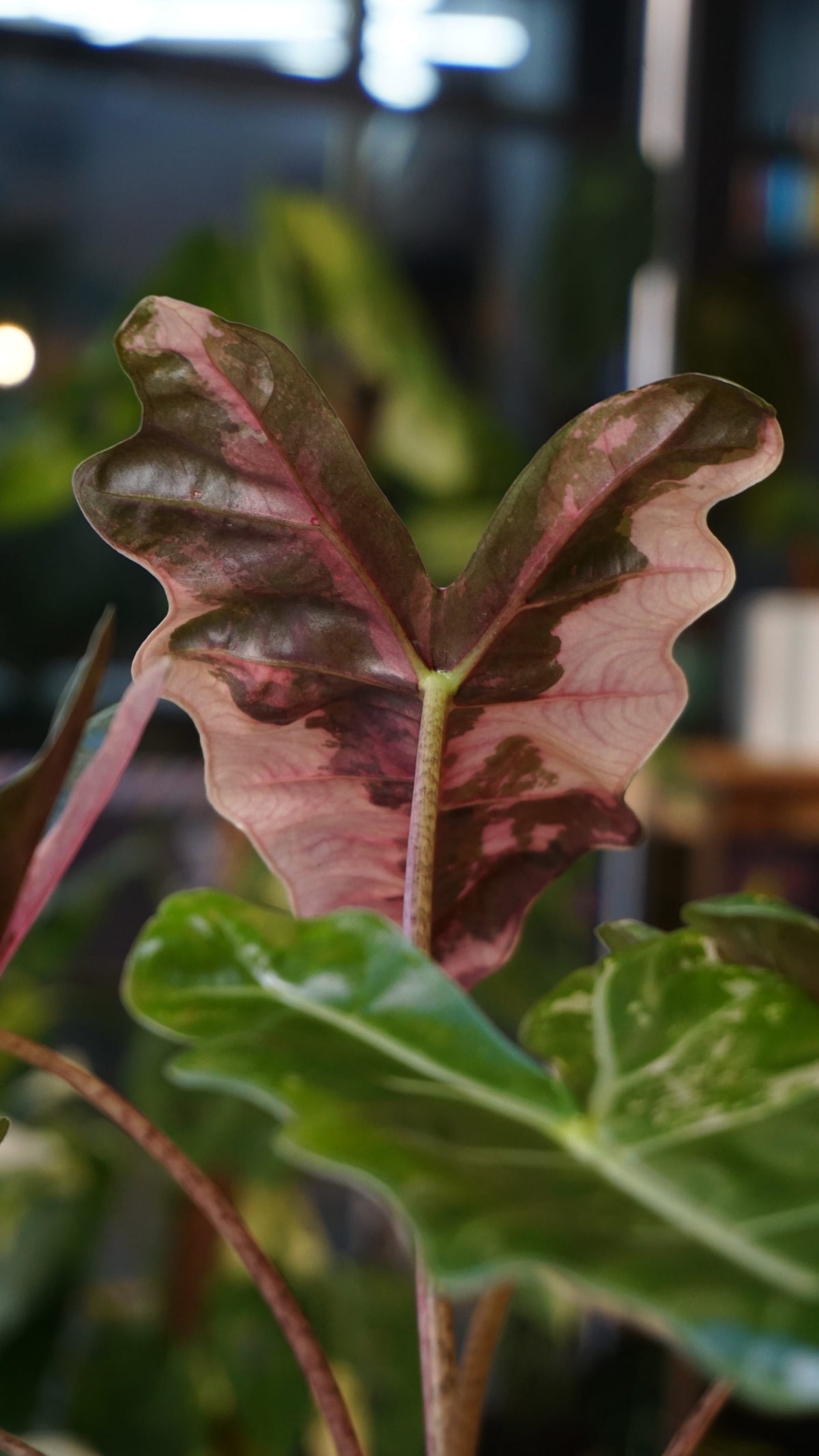 Alocasia Pseudosanderiana Pink Variegata studio plantes rares jungle jardinerie strasbourg rare plant shop online pflanzen