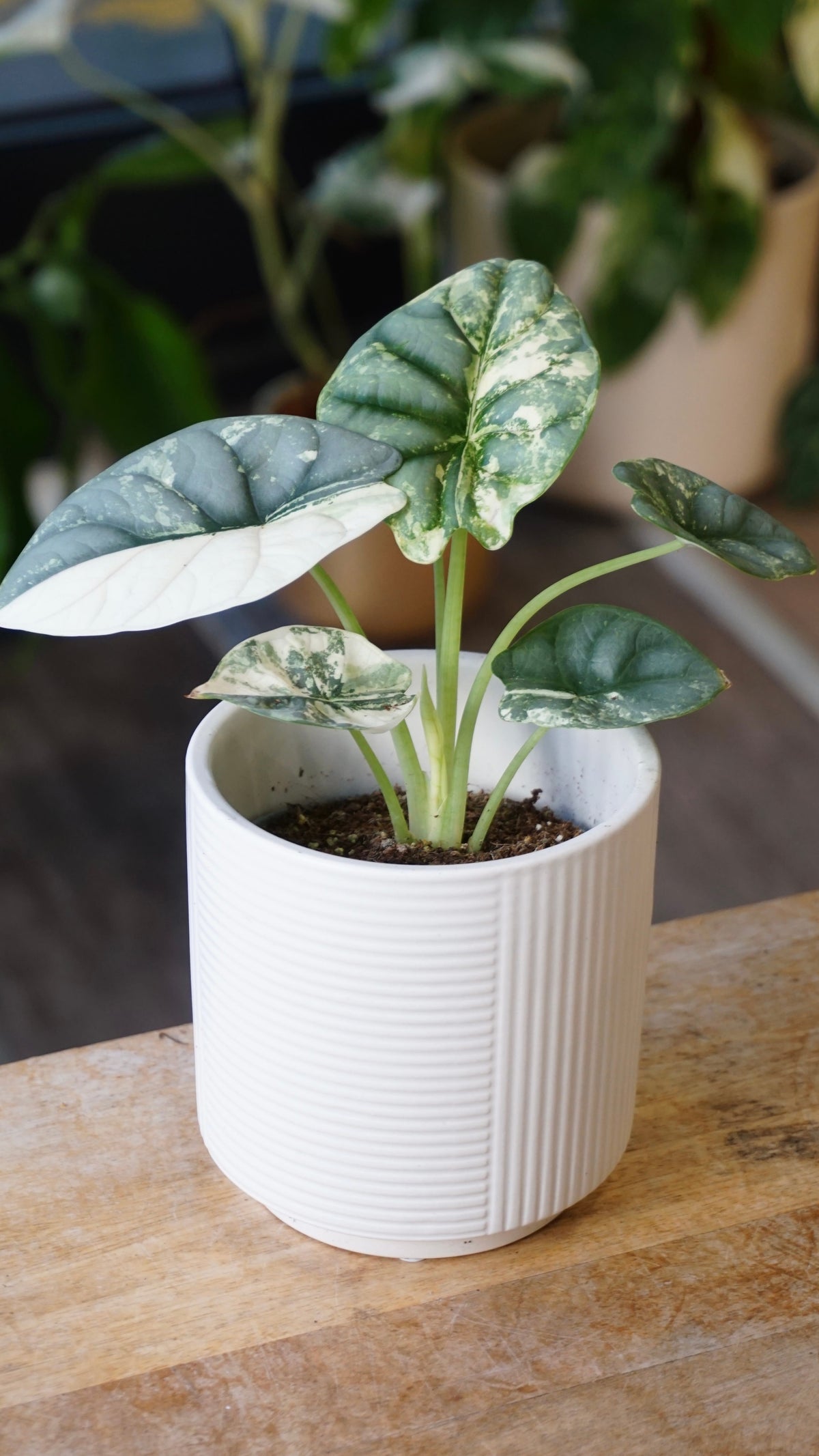 alocasia silver dragon albo variegata studio plantes rares jungle jardinerie strasbourg rare plant shop online pflanzen