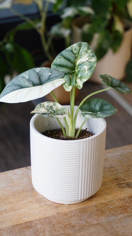 alocasia silver dragon albo variegata studio plantes rares jungle jardinerie strasbourg rare plant shop online pflanzen