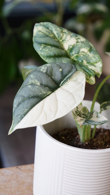 alocasia silver dragon albo variegata studio plantes rares jungle jardinerie strasbourg rare plant shop online pflanzen