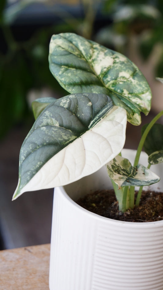 alocasia silver dragon albo variegata studio plantes rares jungle jardinerie strasbourg rare plant shop online pflanzen