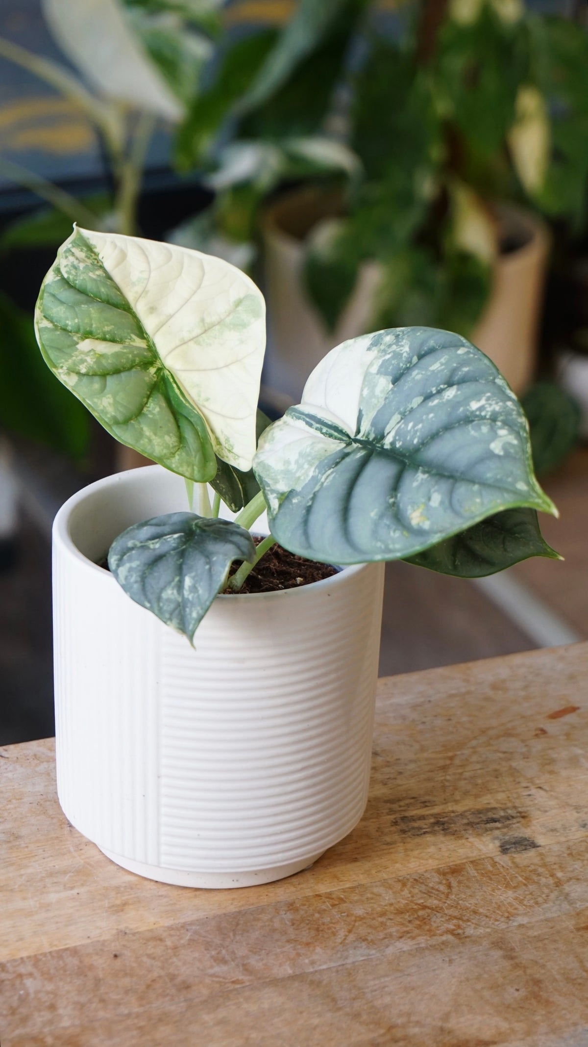 alocasia silver dragon albo variegata studio plantes rares jungle jardinerie strasbourg rare plant shop online pflanzen