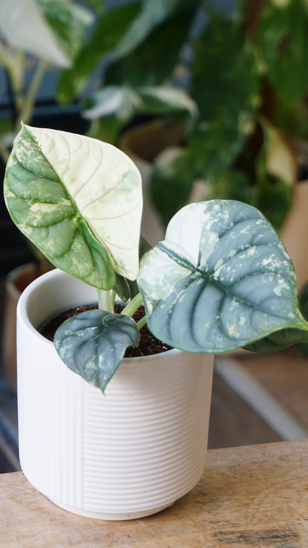 alocasia silver dragon albo variegata studio plantes rares jungle jardinerie strasbourg rare plant shop online pflanzen