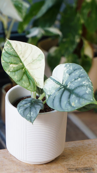 alocasia silver dragon albo variegata studio plantes rares jungle jardinerie strasbourg rare plant shop online pflanzen