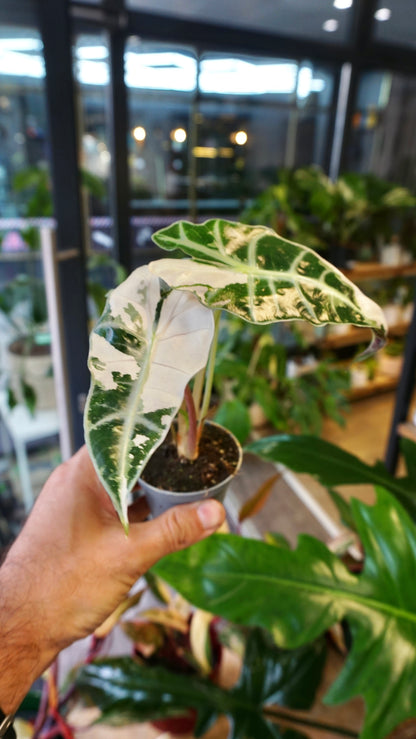 Alocasia Polly Pink Variegata studio plantes rares jungle jardinerie strasbourg rare plant shop online pflanzen