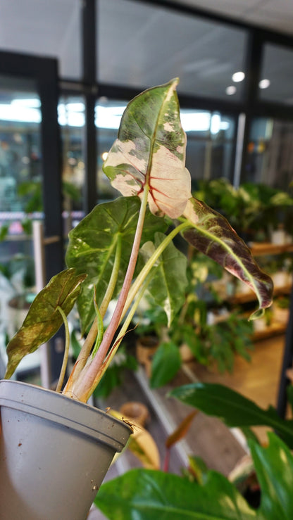 Alocasia Polly Pink Variegata studio plantes rares jungle jardinerie strasbourg rare plant shop online pflanzen
