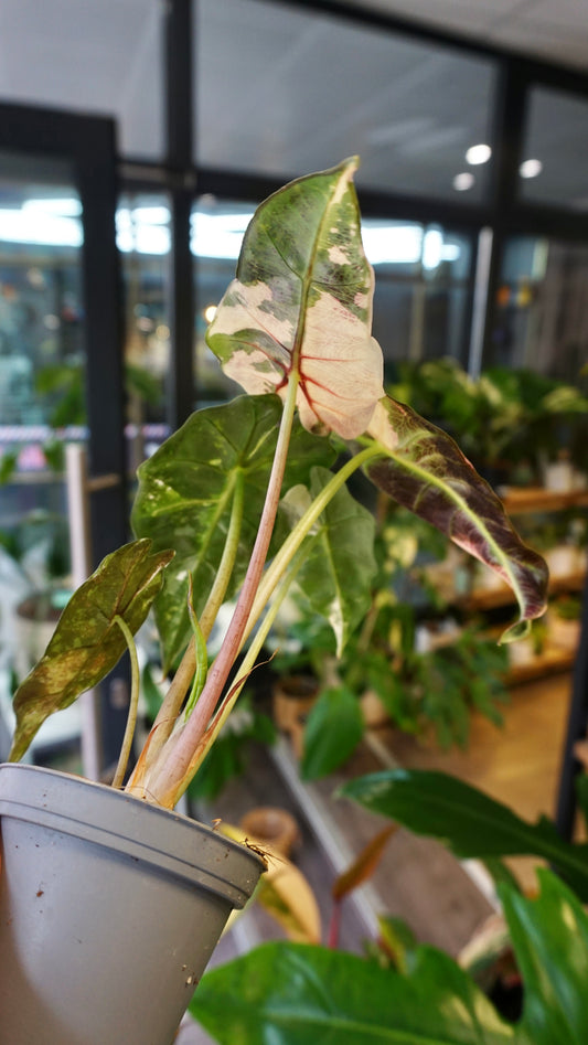 Alocasia Polly Pink Variegata studio plantes rares jungle jardinerie strasbourg rare plant shop online pflanzen