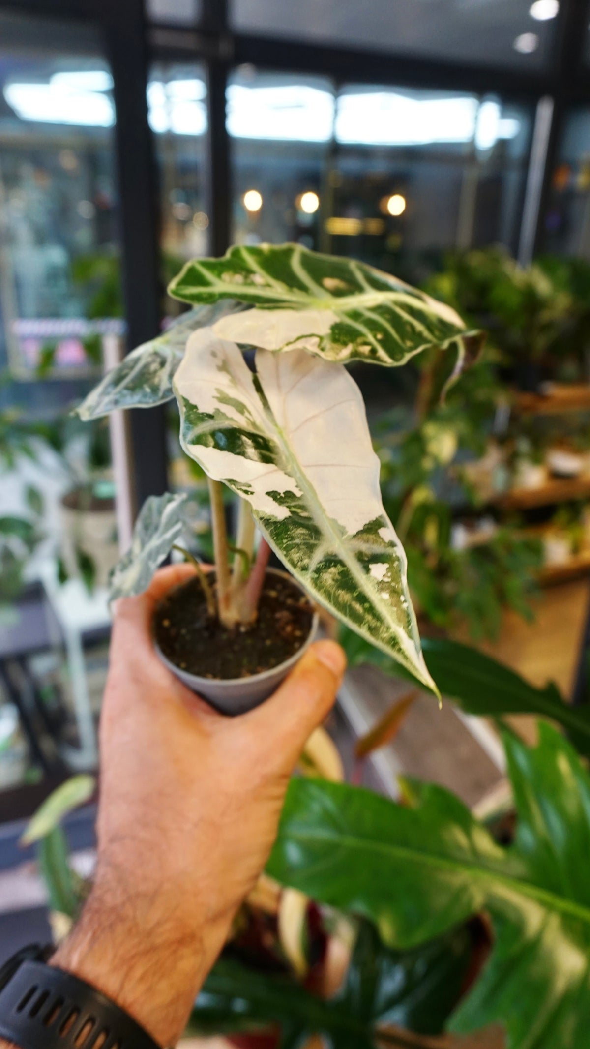 Alocasia Polly Pink Variegata studio plantes rares jungle jardinerie strasbourg rare plant shop online pflanzen