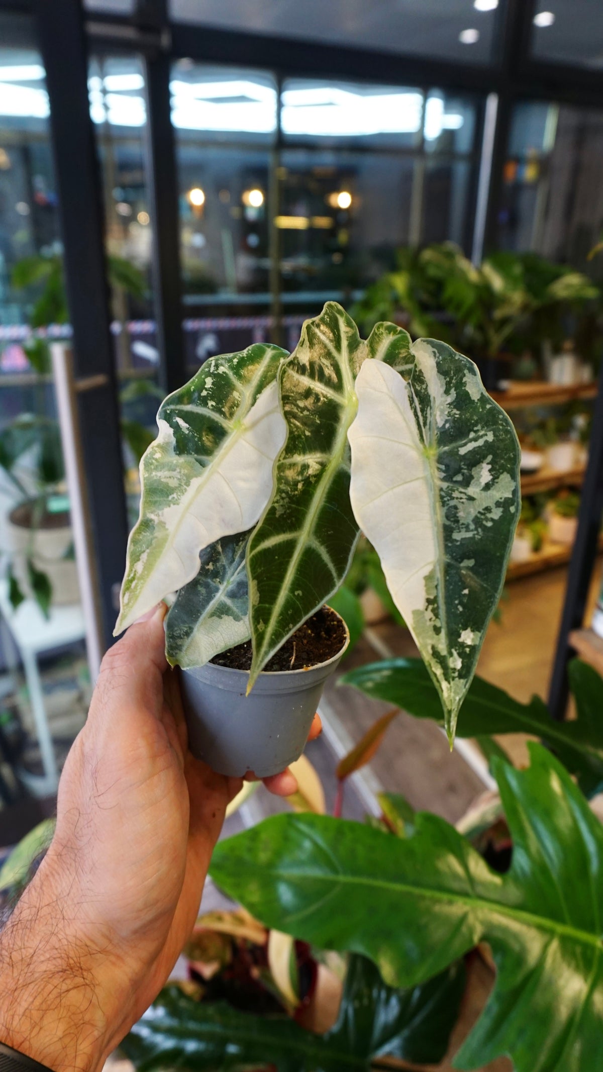 Alocasia Polly Pink Variegata studio plantes rares jungle jardinerie strasbourg rare plant shop online pflanzen