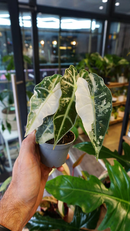 Alocasia Polly Pink Variegata studio plantes rares jungle jardinerie strasbourg rare plant shop online pflanzen