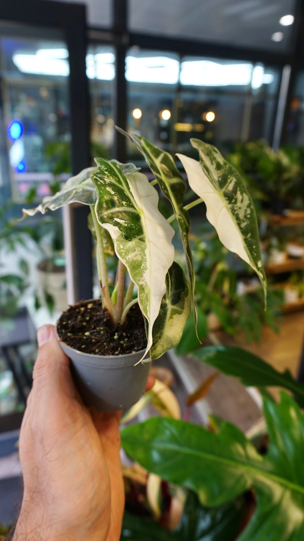 Alocasia Polly Pink Variegata studio plantes rares jungle jardinerie strasbourg rare plant shop online pflanzen