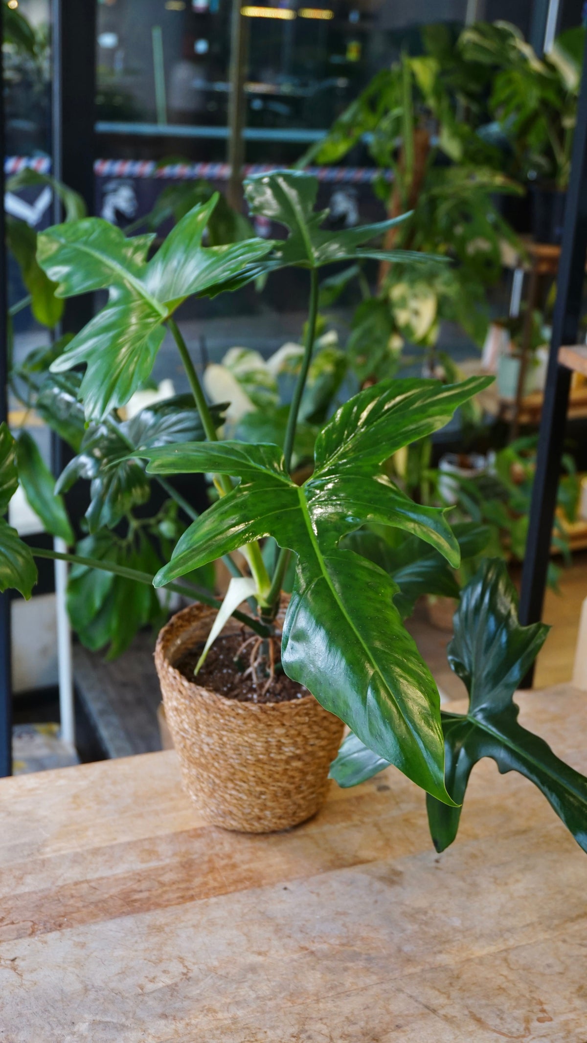 Philodendron Golden Dragon studio plantes rares jungle jardinerie strasbourg  rare plant shop online pflanzen