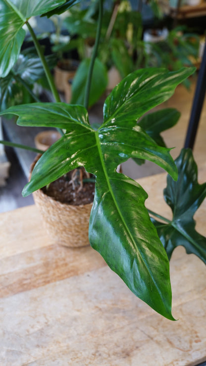 Philodendron Golden Dragon studio plantes rares jungle jardinerie strasbourg  rare plant shop online pflanzen